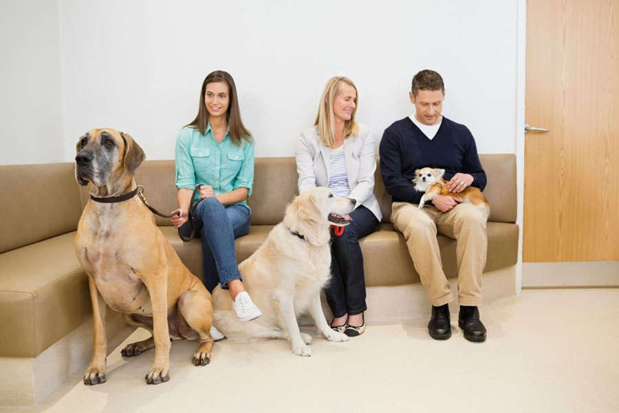 Pet Hospital Etiquette – Tips for Pet Owners